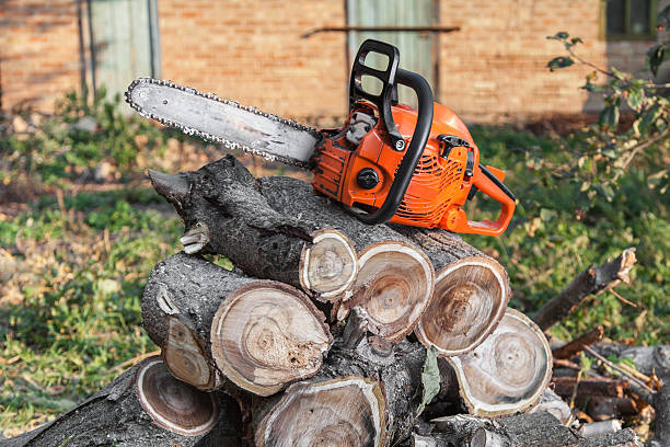 Tree Removal for Businesses in North Druid Hills, GA